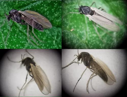 Réf. 325 167 : Orthocladiinae inconnu